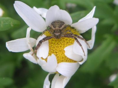 いろんな虫さん マーガレットみたいな花編 季節の中で