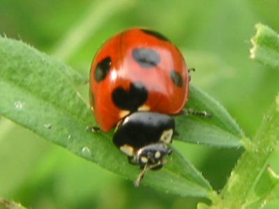 てんとう虫 季節の中で