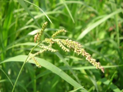 ショウリョウバッタ 季節の中で