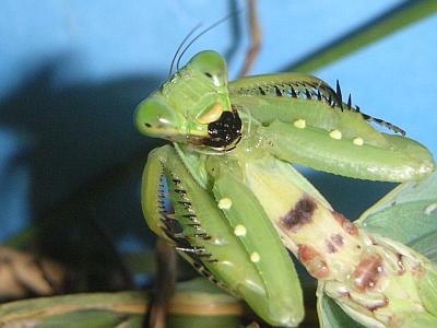 昆虫女王メスキング オオカマキリ フロントチョーク Amazon.co.jp: 昆虫女王メスキング カード テイオウムカシヤンマ