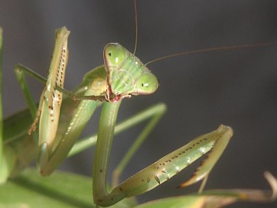 オオカマキリちゃん。: 季節の中で・・・。