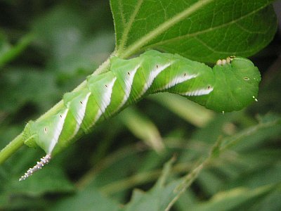 その後のスズメ蛾の幼虫ちん。: 季節の中で・・・。