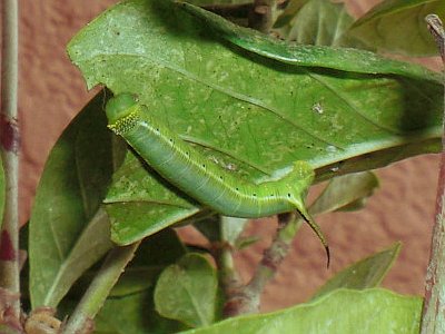 バルコニーでくちなしの葉を食べて育つオオスカシバの幼虫ちゃん達 季節の中で