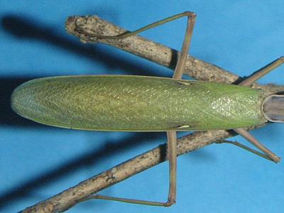 カマキリのオスとメスの違い 見分け方 季節の中で