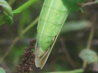 カマキリのオスとメスの違い 見分け方 季節の中で