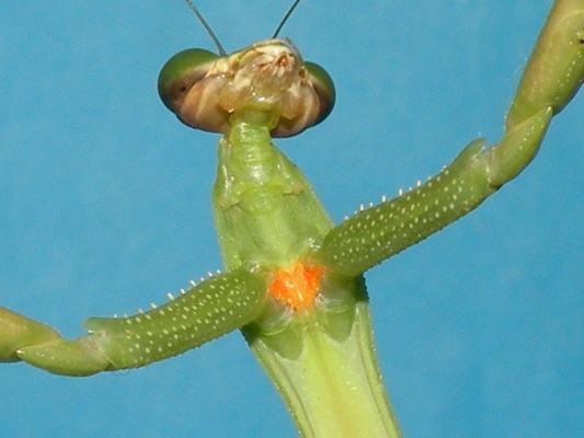 久しぶりに出会ったカマキリしゃん。: 季節の中で・・・。