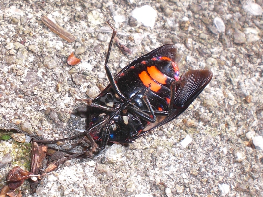 カメムシ／発送方法修正】テレビ img_c7b3f3c6c5b0cd03f49850ad41