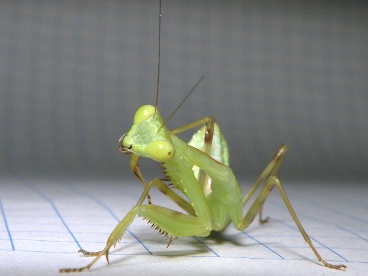 11カマキリの飼育 13年編 季節の中で