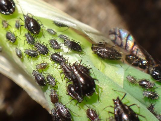 バルコニーのネギにアブラムシぃ 季節の中で