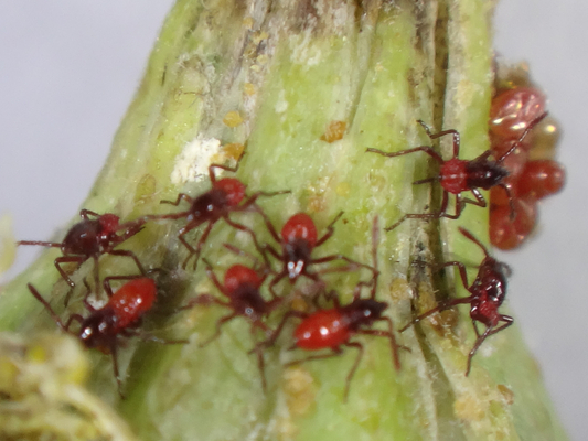 ノゲシで見かける虫ちゃん。（1）: 季節の中で・・・。