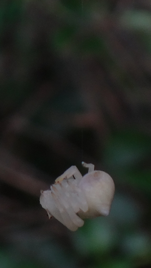 ノゲシで見かけたクモちゃん。: 季節の中で・・・。