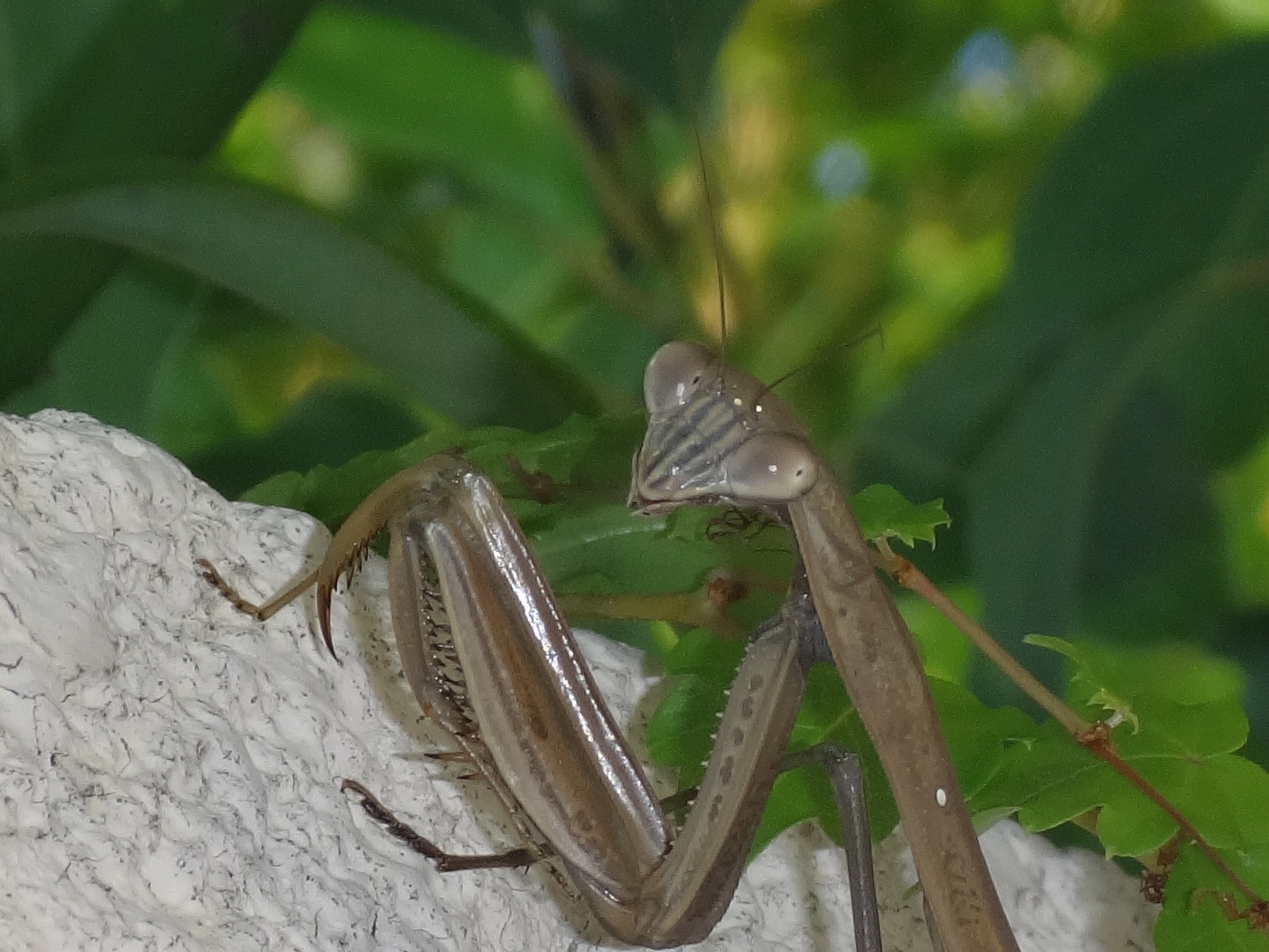 おおカマキリィ～。 季節の中で・・・。