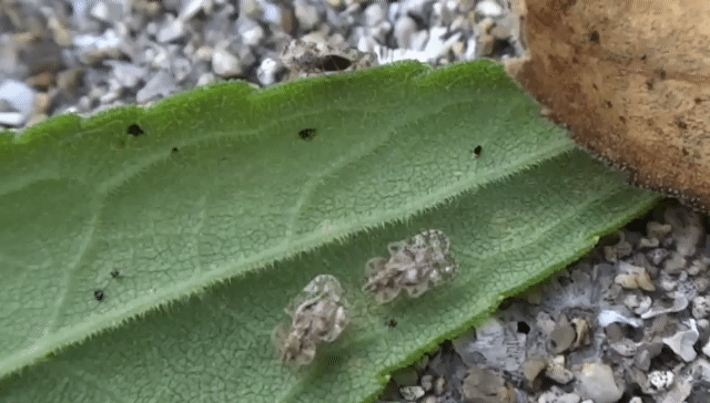 セイタカアワダチソウに居る小さい虫ちゃん 季節の中で
