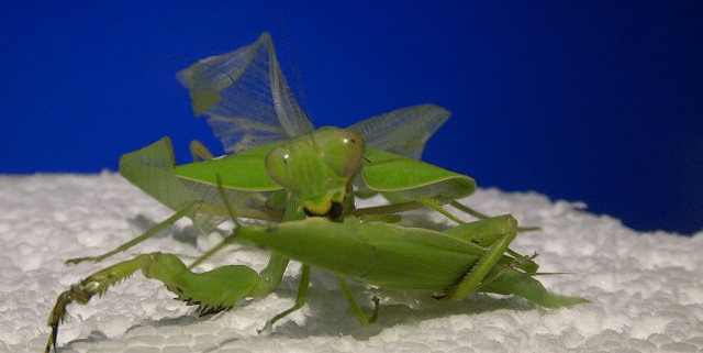 カマキリの飼育 年編 季節の中で カマキリの飼育 年編 季節の中で