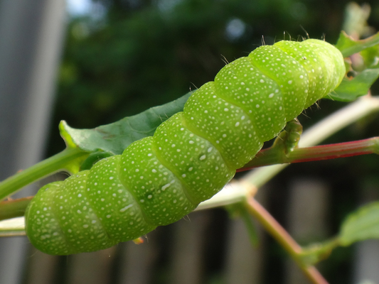 ギシギシの葉を食べてた幼虫 季節の中で