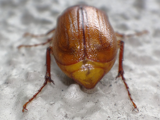 壁に止まってた茶色いコガネムシ 季節の中で