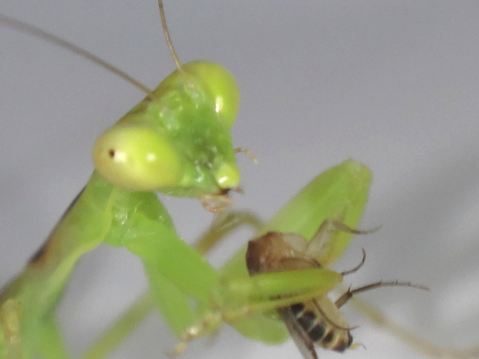 ハラビロカマキリの幼虫の一週間の食べ物。: 季節の中で・・・。