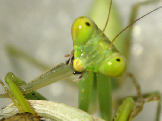 その後のハラビロカマキリの幼虫の食べ物 季節の中で