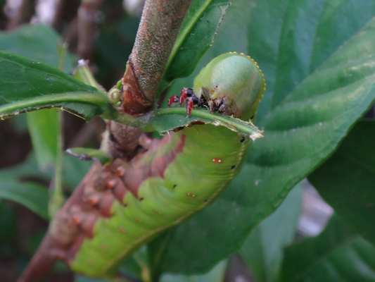 クチナシの葉を食べて育つオオスカシバの幼虫 季節の中で