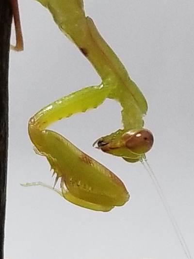 生後61日目で７回目の脱皮をしたハラビロカマキリの幼虫ちゃん 季節の中で