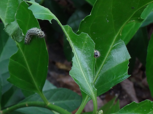 ミノウスバの幼虫が食べてる葉は 季節の中で