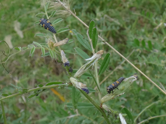 カラスノエンドウで見かけた虫ちゃん達 季節の中で