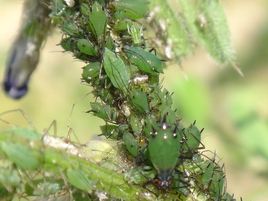 カラスノエンドウで見かけた虫ちゃん達 季節の中で