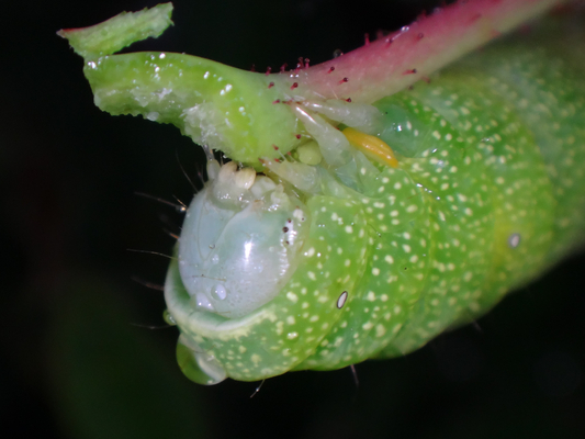 雨上がりの朝 バラの蕾を食べてた虫 季節の中で