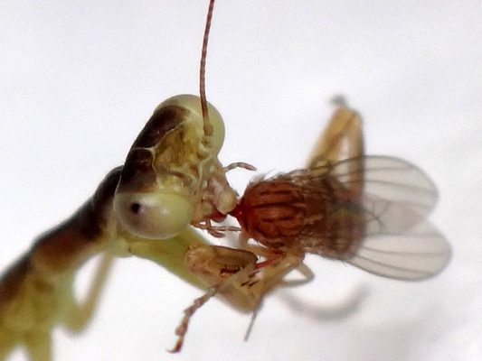 誕生して８日目のハラビロカマキリの幼虫の食べ物 季節の中で