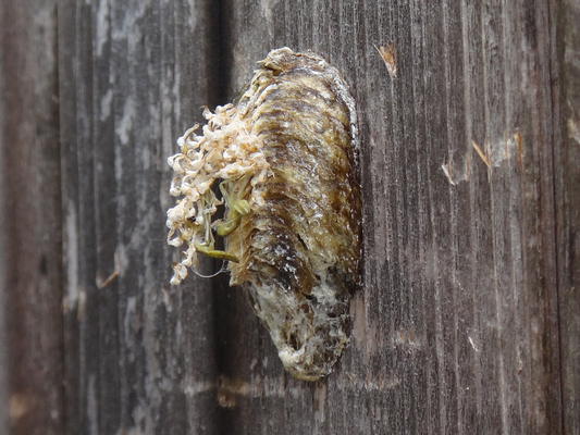 勝手口の扉に産み付けられたハラビロカマキリの卵鞘 季節の中で