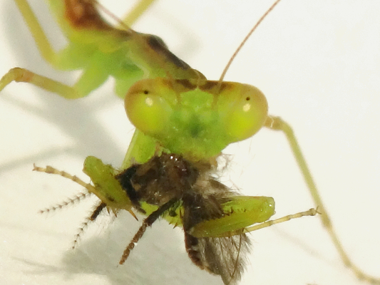 誕生して日目のハラビロカマキリの幼虫の食べ物 季節の中で