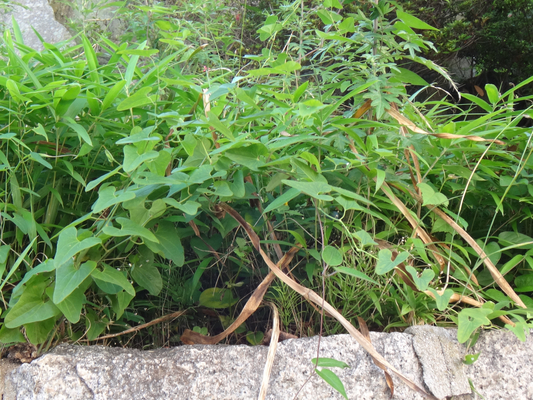 道端の草花 季節の中で