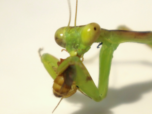 誕生して26日目のハラビロカマキリの幼虫の食べ物 季節の中で