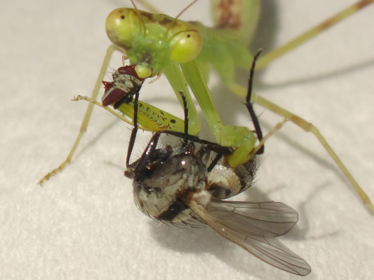 誕生して27日目のハラビロカマキリの幼虫の食べ物 季節の中で