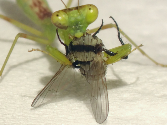 誕生して27日目のハラビロカマキリの幼虫の食べ物 季節の中で