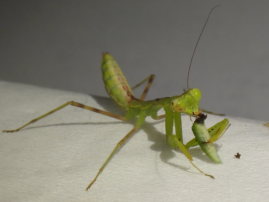 飼育中のハラビロカマキリの幼虫ちゃんの食べ物。: 季節の中で・・・。