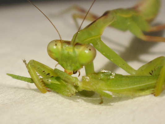 今日のハラビロカマキリの幼虫ちゃんの食べ物 季節の中で