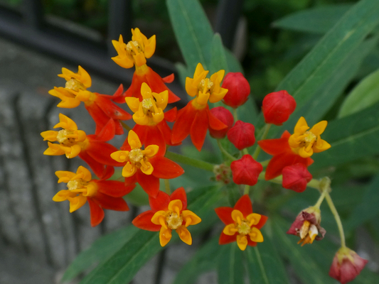 アスクレピアス トウワタ の花 季節の中で