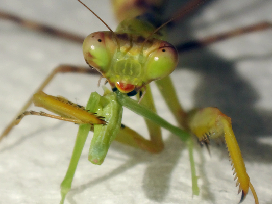 生後64日目のハラビロカマキリの幼虫ちゃんの食べ物 季節の中で