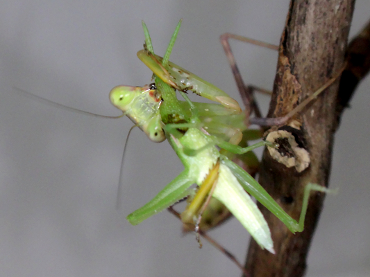 飼育中のハラビロカマキリの幼虫ちゃんが今日食べたのは 季節の中で