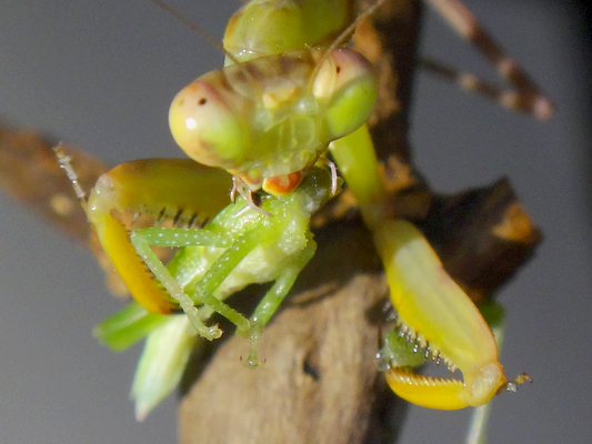 飼育中のハラビロカマキリの幼虫ちゃんの今日の食べ物 季節の中で