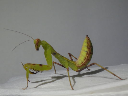 飼育中のハラビロカマキリの幼虫ちゃんの今日の食べ物 季節の中で