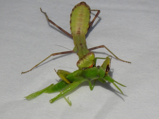 生後65日目のオスのハラビロカマキリの幼虫ちゃんの食べ物 季節の中で 生後65日目のオスのハラビロカマキリの幼虫ちゃんの食べ物 季節の中で