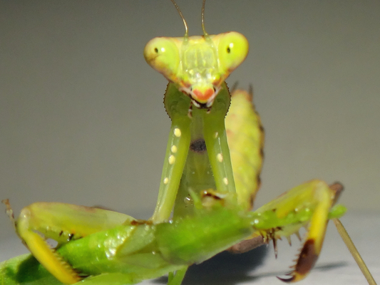 生後65日目のオスのハラビロカマキリの幼虫ちゃんの食べ物 季節の中で