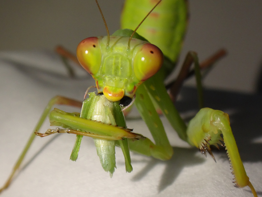 生後85日目のメスのハラビロカマキリの幼虫ちゃん。: 季節の中で・・・。