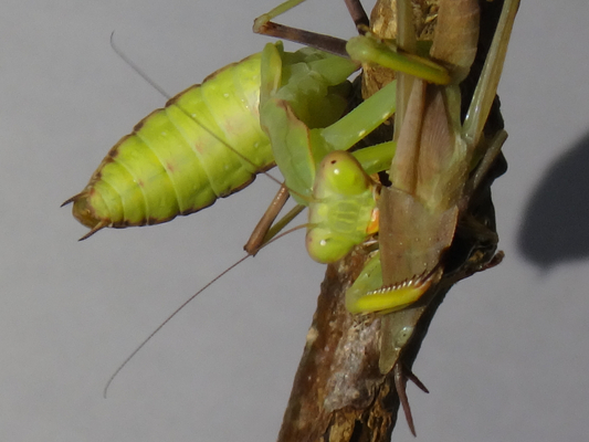 カマキリの飼育 年編 季節の中で