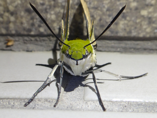 オオスカシバ 季節の中で