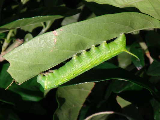 夜の植え込みのクチナシの木に居たオオスカシバの幼虫 季節の中で