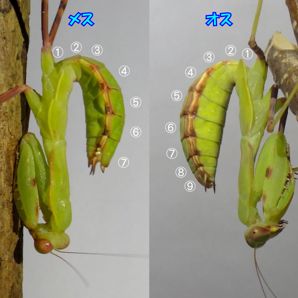 カマキリのオスとメスの違い（見分け方）。: 季節の中で・・・。