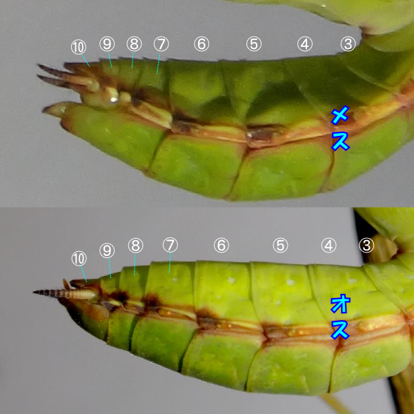 カマキリのオスとメスの違い（見分け方）ー幼虫編。: 季節の中で・・・。